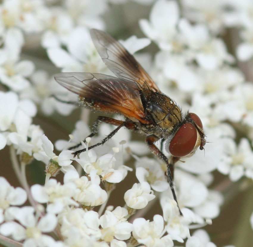 Ectophasia oblonga
